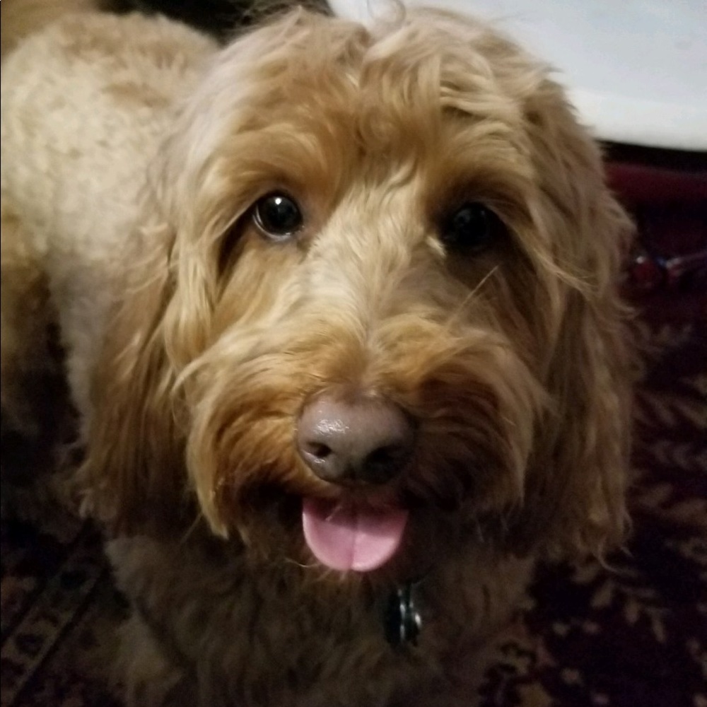 Meet your Posher, Shelley